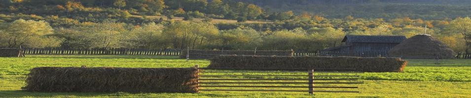 Landscape in Bucovina